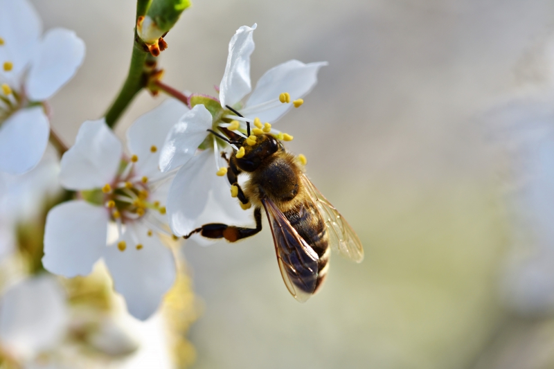 jardinerie-ST JULIEN-min_bee-4092986